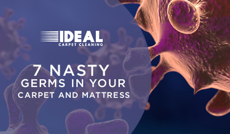 germs-in-your-carpet-mattress