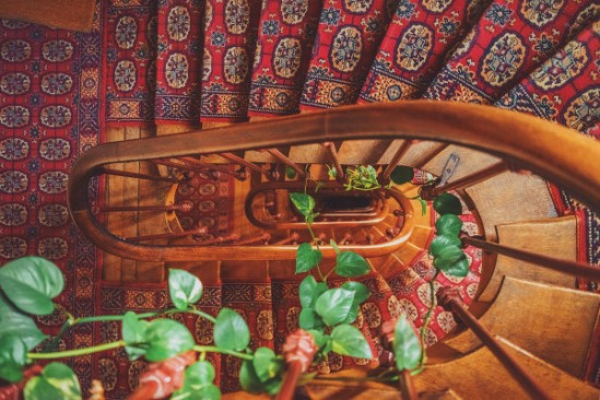 Carpeted stairs with a creeping vine