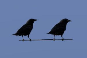 Two crows on a blue background